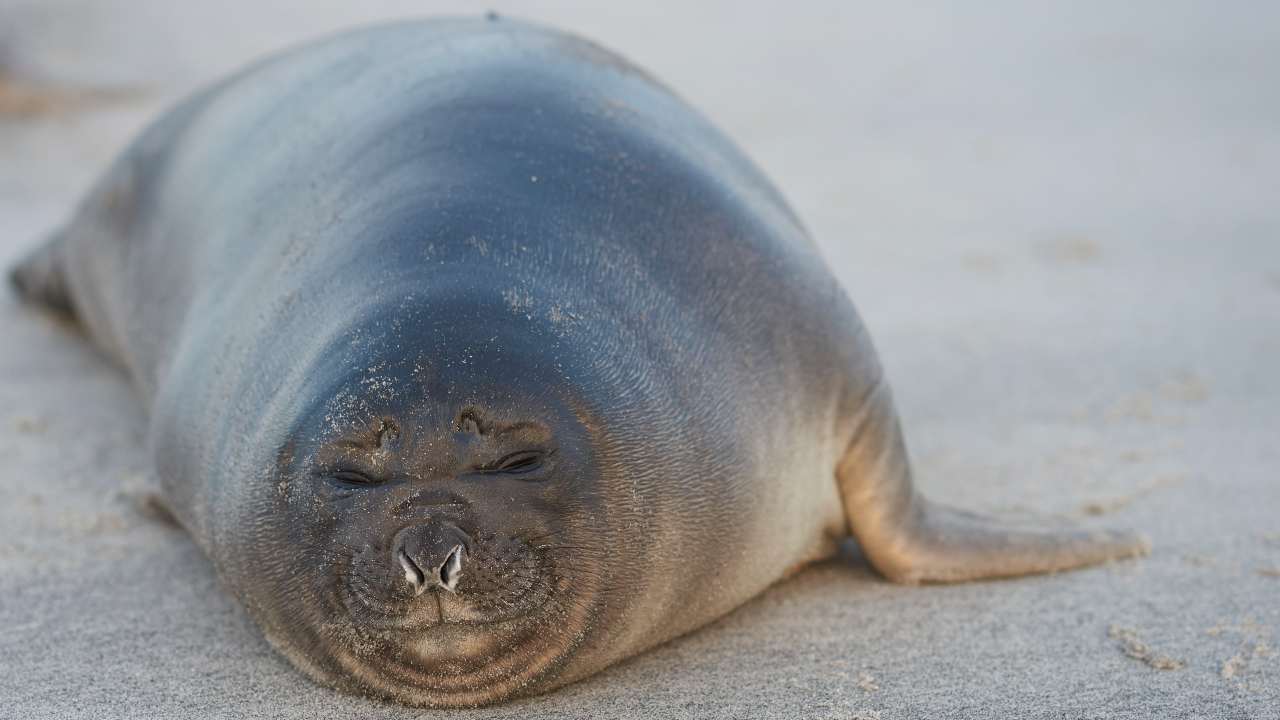 La foca monaca è tornata in Italia - oggi24.it