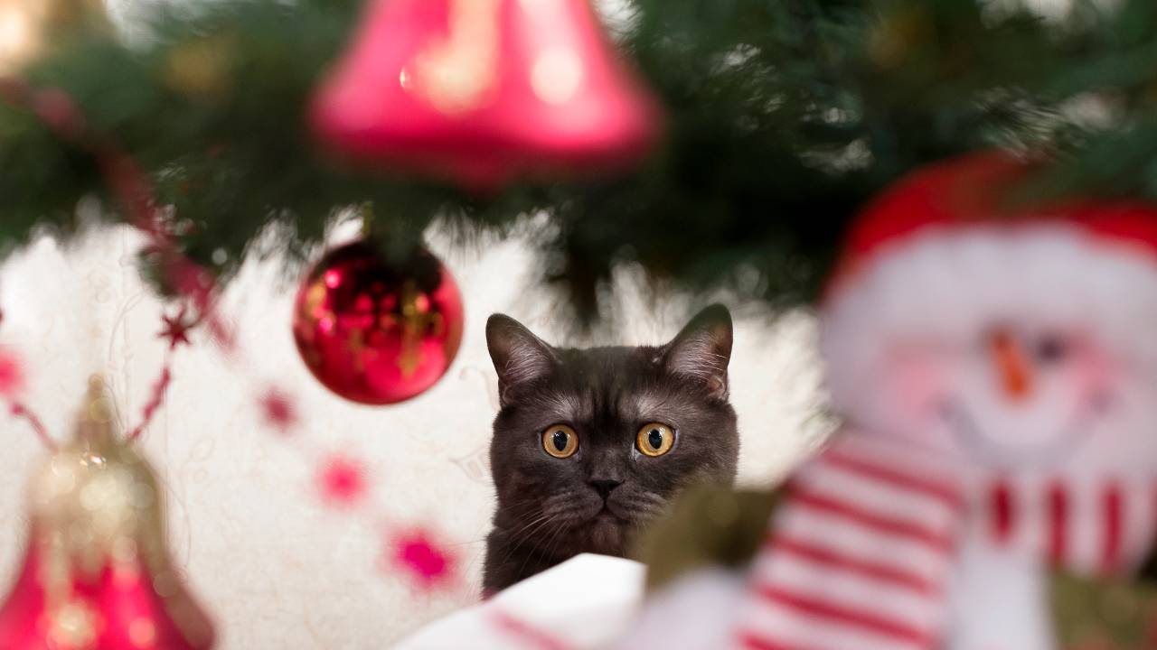 I gatti amano le decorazioni natalizie e soprattutto amano arrampicarsi sui rami dell'albero di Natale - oggi24.it