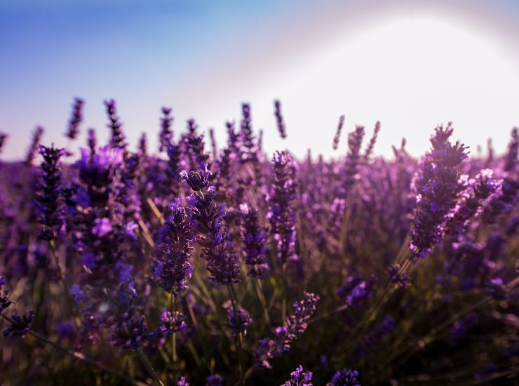 La lavanda è il fiore associato al segno dei gemelli - oggi24.it