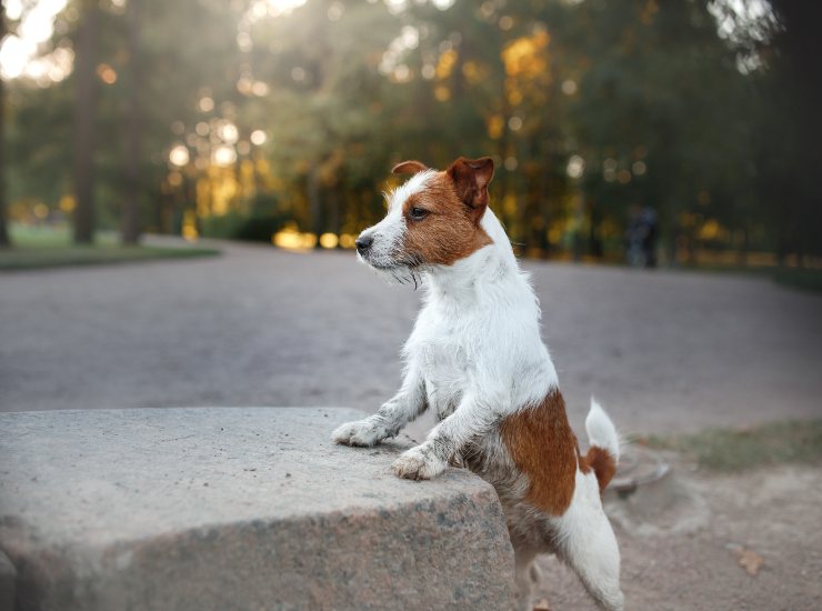 Attenzione a questi segnali che possono prevenire l'ipotermia nel cane - oggi24.it 