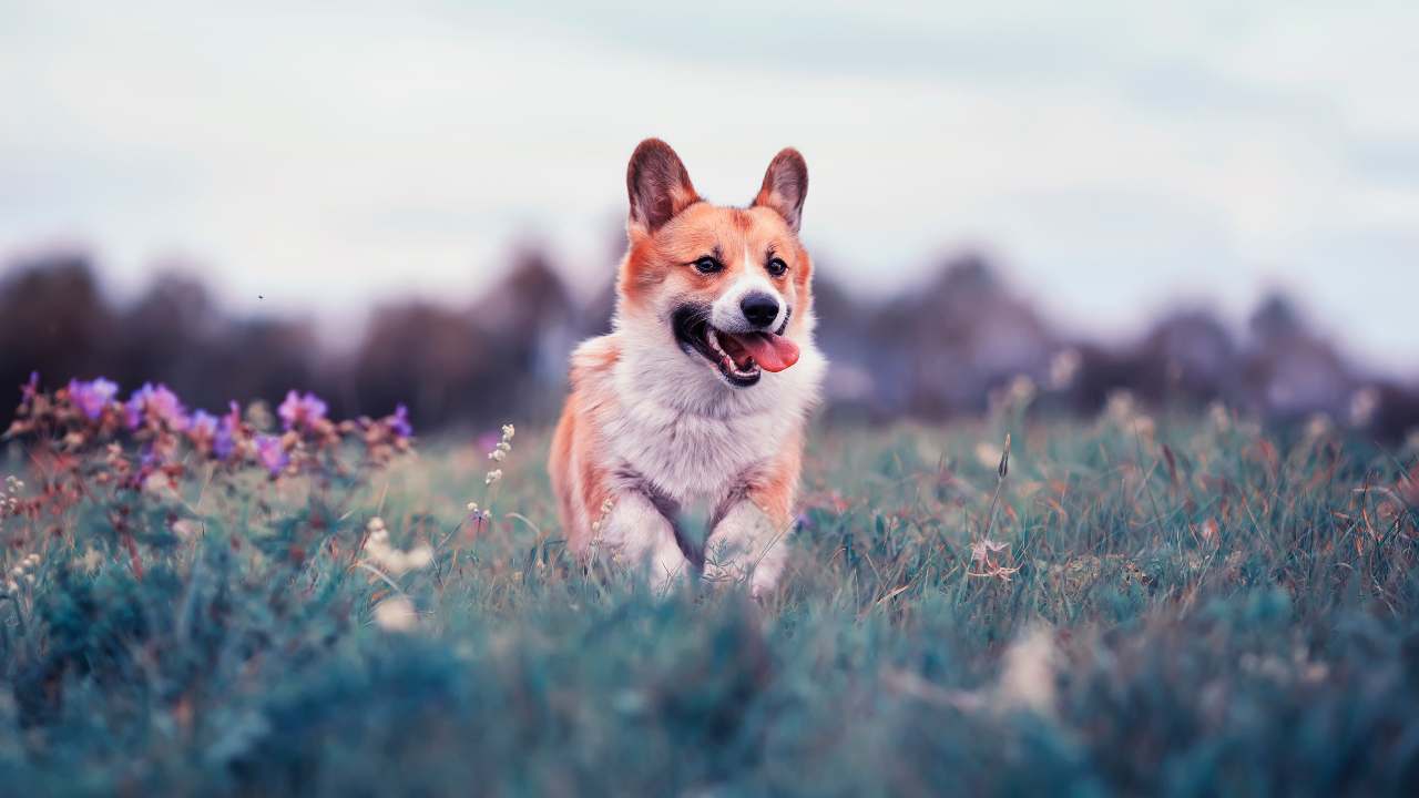 Cane all'aperto in inverno ecco che cosa può succedere - oggi24.it