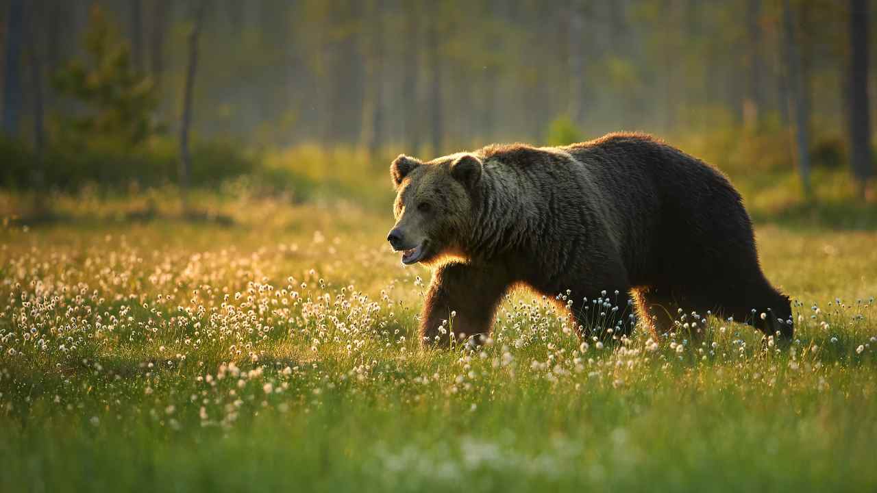 Ecco il test visivo che vi propone di trovare l'impronta dell'orso - Depositphotos oggi24.it