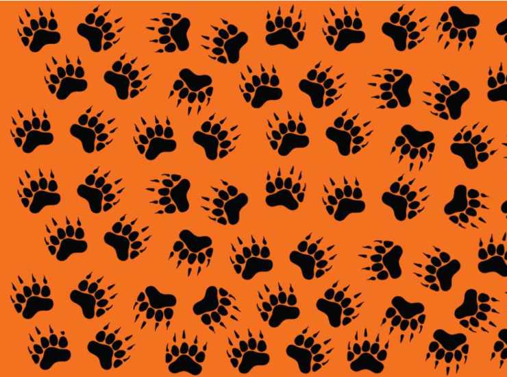 Ecco tutte le impronte di orso, vediamo se riuscite a individuare quella che è sbagliata - oggi24.it